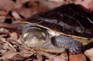 Emydura: Kreffts River Turtle