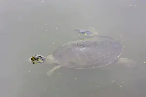 Fraser: Krefft's river turtle