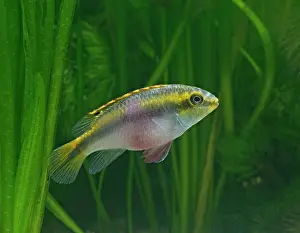 Pulcher: Kribensis / Purple cichlid - side view, tropical freshwater
