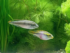 Pulcher: Kribensis / Purple cichlid - side view of pair