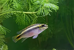 Pulcher: Kribensis / Purple Cichlid - side view in weeds