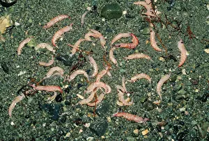 Krill: KRILL