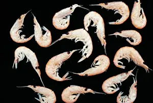 Krill: Krill - Euphauslid Shrimp