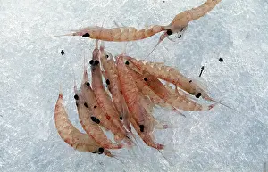 Krill: KRILL - on ice