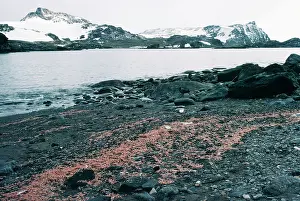 Edwin Mickleburgh: Krill - washed up on beach