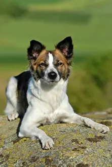 Lays: Kromfohrlaender dog lying on rocks