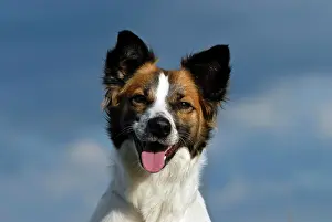 Kromfohrlaender: Kromfohrlaender dog portrait, outdoors