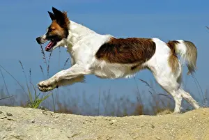 Kromfohrlaender: Kromfohrlaender dog running