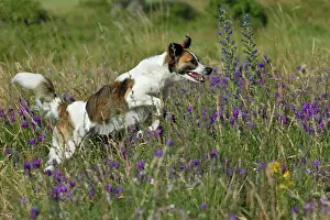 Kromfohrlaender: Kromfohrlaender dog running in a meadow