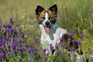 Kromfohrlaender: Kromfohrlaender dog sitting between flowers