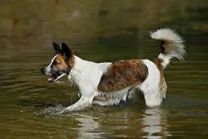 Friskily: Kromfohrlaender dog splashing in water