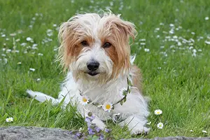 Mongrels: Kromfohrlcnder, male, 4 years, lying in a flower
