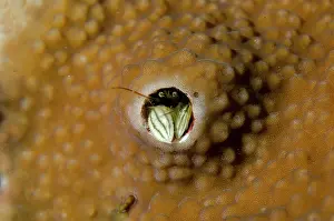 Hermit: Kropp's Coral Hermit Crab - in coral crevice - Jemeluk