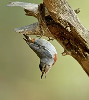 Nuthatches: Kruper's Nuthatch - facing downward calling - on Pine Tree