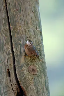 Nuthatches: Krupers Nuthatch at nest hole
