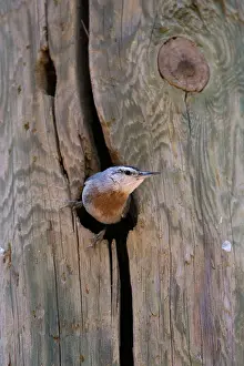 Nuthatches: Krupers Nuthatch at nest hole