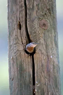 Nuthatches: Krupers Nuthatch at nest hole Southern Turkey May