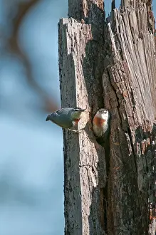 Nuthatches: Kruper's Nuthatch - Pair at nest in tree hole
