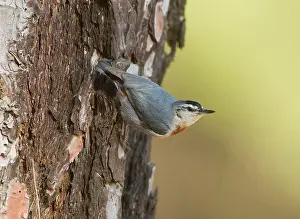 Nuthatches: Kruper's Nuthatch - on Pine Tree
