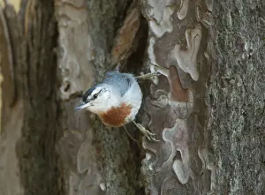 Nuthatches: Kruper's Nuthatch - on Pine Tree