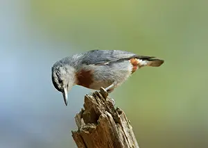 Nuthatches: Kruper's Nuthatch - on Pine Tree