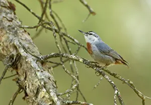 Nuthatches: Kruper's Nuthatch - on Pine Tree
