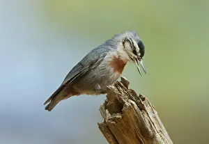 Nuthatches: Kruper's Nuthatch - in Pine Tree calling