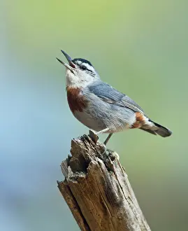 Nuthatches: Kruper's Nuthatch - in Pine Tree calling