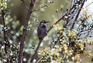 Nuthatches: KRUPERS NUTHATCH - on tree