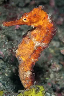 Kuda: Kuda / Spotted Seahorse