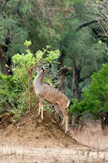 Tragelaphus: Kudu - bull browzing on freshly shooting shrub
