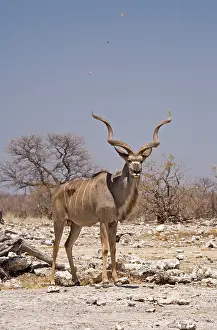 Kudus: Kudu Bull - Standing in a small dust devil with