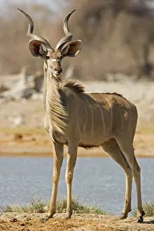 Kudus: Kudu Bull - Young Male standing by a water hole