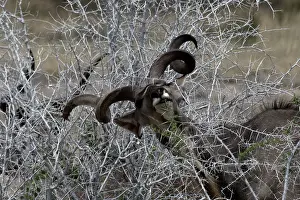 Tubers: Kudu feed on leafes, grass, fruits and tubers, in dry season