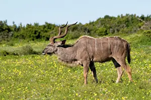 Tragelaphus: Kudu / Greater Kudu