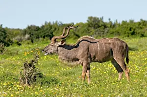 Tragelaphus: Kudu / Greater Kudu