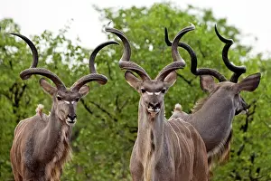 Tragelaphus: Kudu - males (males are seen with females only