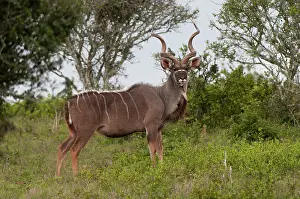 Tragelaphus: Kudu (Tragelaphus strepsiceros), Kariega