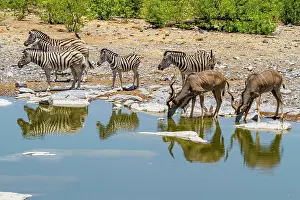 Zebra: Kudus and zebras at a waterhole, Etosha National