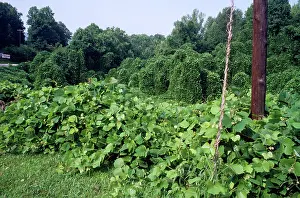 Introduced: KUDZU / Kudzo Vine