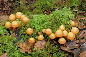 Clusters: Kuehneromyces mutabilis / Galerina mutabilis -