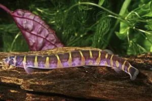 Kuhlii: Kuhli Loach