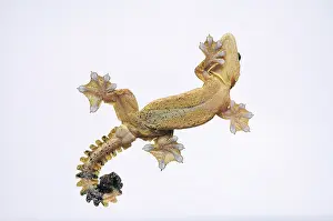 Kelantan: Kuhl's Flying Gecko