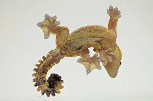 Kelantan: Kuhl's Flying Gecko