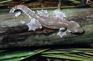 Ptychozoon: Kuhl's Flying Gecko