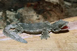 Barking: Kuhl's Flying Gecko