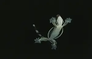 Stomach: Kuhl's Flying Gecko
