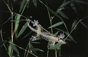 Toes: Kuhl's Flying Gecko