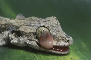 Ptychozoon: Kuhl's Flying Gecko