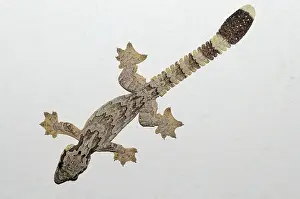 Webbed: Kuhl's Flying Gecko